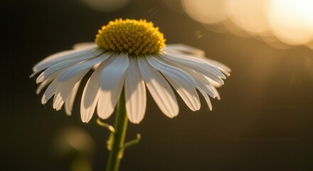 Naklejka premium Close-up of a Daisy Flower at Sunset with Warm Golden Light