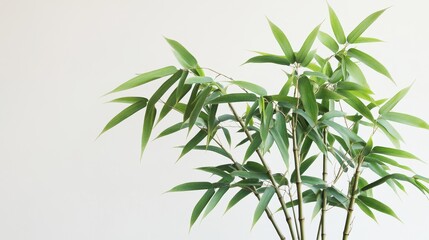 Obraz premium A lush green bamboo plant with slender stems, set against a clean, light background, creating a serene and natural aesthetic.