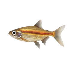 Obraz premium tetra fish 3D render