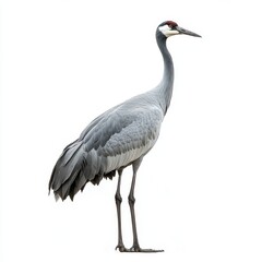 Fototapeta premium A tall, elegant crane stands gracefully, showcasing its long legs, slender neck, and distinctive coloration against a plain background.