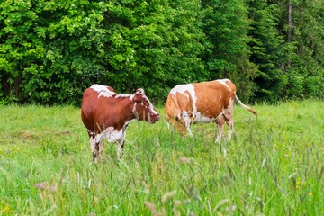 Naklejka premium Cows graze in the mountains in a picturesque meadow.