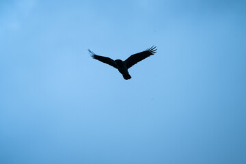 Fototapeta premium silhouette of a bird soaring in the sky with wings spread wide.