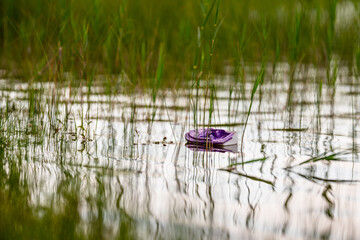 floating toy boat in a tranquil marsh.