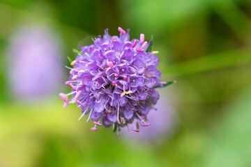 Close up of a devils bit scabious (succisa pratensis) flower in bloom
