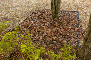 Landscaping of the site after the construction of a country house. Planting shrubs, trees and lawn....