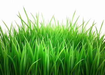 Fototapeta premium Lush Green Grass Isolated on White Background - Perfect for Spring & Summer Designs