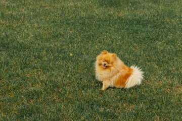 A red-haired pomeranian sits on a lawn in summer against the background of a small country house