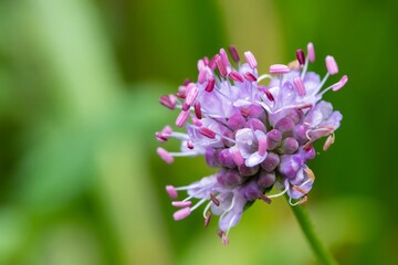Close up of a devils bit scabious (succisa pratensis) flower in bloom