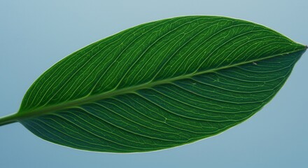 Close-up of Single Green Leaf Against Pale Blue Background Nature