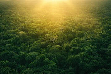 Fototapeta premium Amazon forest at sunset or sunrise, viewed from above with an adventure vibe
