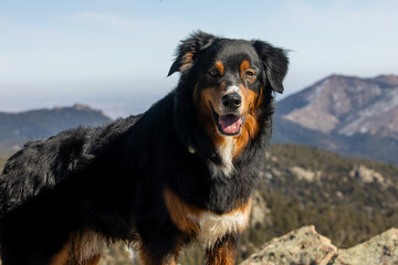 Beautiful Australian Shepherd Hiking in the Forests of Colorado