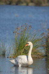 cygne dans un étang en Camargue