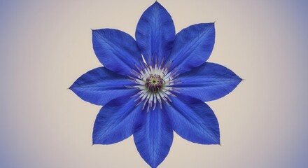 Close Up of a Striking Blue Clematis Flower Head Against Neutral Background