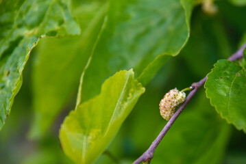 White Mulberries (Morus Alba) on a brench, Fresh white mulberry berries on tree., white mulberries with tree branches and green leaves, Wild white mulberry tree with branches full of fruits.