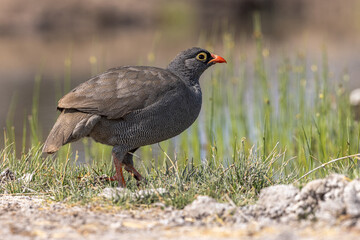 Rotschnabelfrankolin.Pternistis adspersus.(WATERHOUSE, 1838)