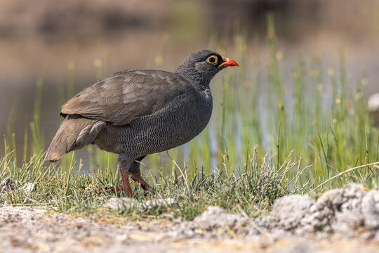 Rotschnabelfrankolin.Pternistis adspersus.(WATERHOUSE, 1838)