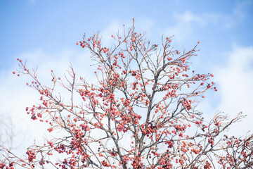 red cherry tree