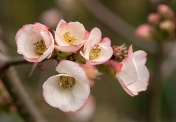 Chaenomeles speciosa Moerloosei Blossom