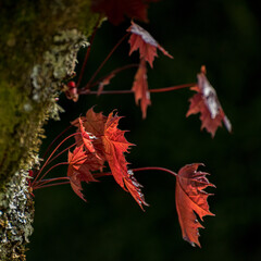 red acer plananoides leaves