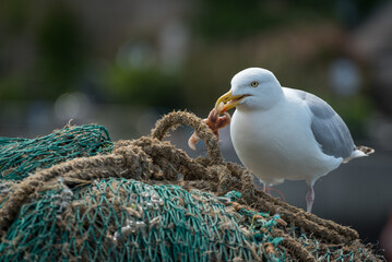 Gull eating starfish on fishing boat