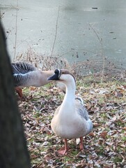 Fototapeta premium A stately Swan Goose outdoor in park during early spring, feeding