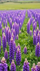 A sea of purple lupins stretching across the meadow, meadow, blossoms, landscape