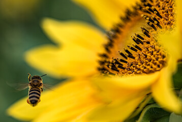 bee on the wing approaching  yellow flower
