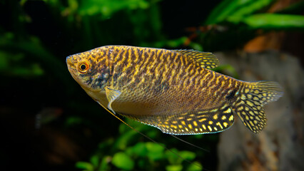 Trichogaster trichopterus Fadenfisch Gelb