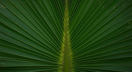 Close-up of Textured Green Palm Leaf with Radiating Linear Pattern