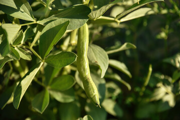 broad bean, broad, bean, fava, faba, plant, broad bean plant, pod, broad beans, vegetable, green, food, fresh, garden, beans, agriculture, closeup, legume, organic healthy, nature, vegetarian, natural
