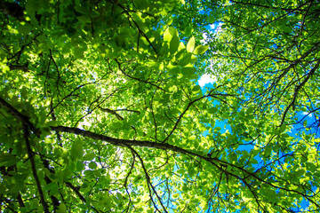 photo to the top of the tree shot from below