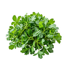 Obraz premium Fresh watercress leaves vibrant green color peppery flavor Isolated on white tender and crisp Perfect for health and food concepts
