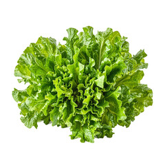Fototapeta premium Fresh lambs lettuce with delicate green leaves exhibiting a mild nutty flavor Perfect for a refreshing and vibrant food concept