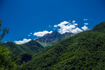 Fototapeta premium mountain landscape pine trees near valley and colorful forest on hillside under blue sky