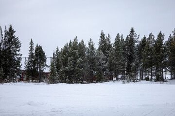 Incredible winter landscape with snowcapped pine trees under cloudy skies in frosty morning. Jukkasjarvi, outside of Kiruna.