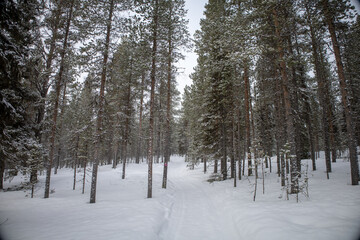 Fototapeta premium Incredible winter landscape with snowcapped pine trees under cloudy skies in frosty morning. Jukkasjarvi, outside of Kiruna.