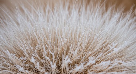 Fototapeta premium Close-up of Frosty Plant Fibers with Delicate Ice Crystals Covering Surface