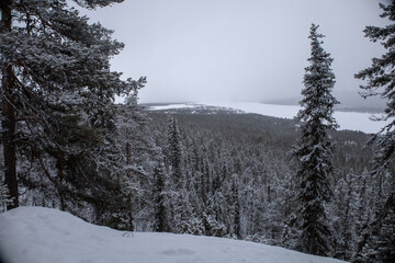Incredible winter landscape with snowcapped pine trees under cloudy skies in frosty morning. Jukkasjarvi, outside of Kiruna.