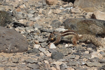 Squirrels in Fuerteventura