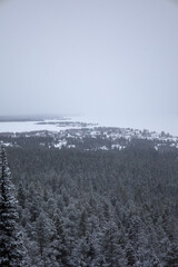 Incredible winter landscape with snowcapped pine trees under cloudy skies in frosty morning. Jukkasjarvi, outside of Kiruna.