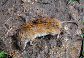 Top view of dead field mouse