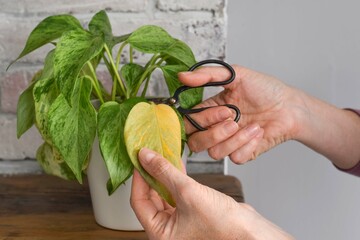 Woman's hands cutting yellowed leaf from variegated pothos houseplant