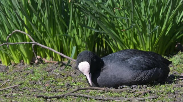 Eurasian coot (Fulica atra) eating grass in a London park.  March, London, UK [Slow motion x5]