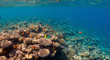 Obraz premium coral reef in the sea