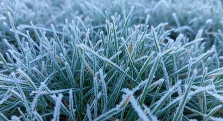 Close Up of Frost Covered Green Grass Blades in Cold Weather