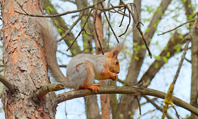 A red squirrel with tufted ears sits on a tree branch, nibbling on food. Surrounded by budding spring foliage, it appears in a natural woodland setting.