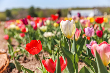 Burnside Farms Nokesville, VA