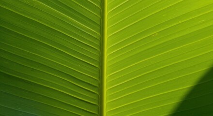 Close-up of Vibrant Green Banana Leaf Texture with Natural Sunlight