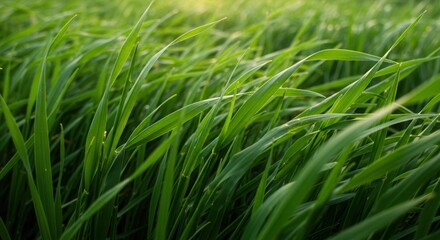 Fototapeta premium Close-up of Vibrant Green Grass Blades Swaying Gently in Sunlight