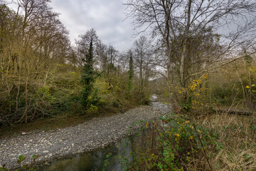 Forest with a stream running through it